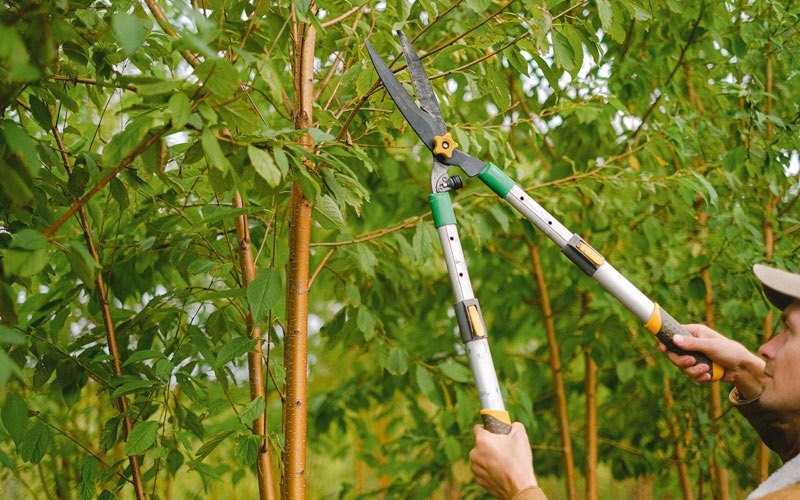 Tree trimming in Baileyville, IL